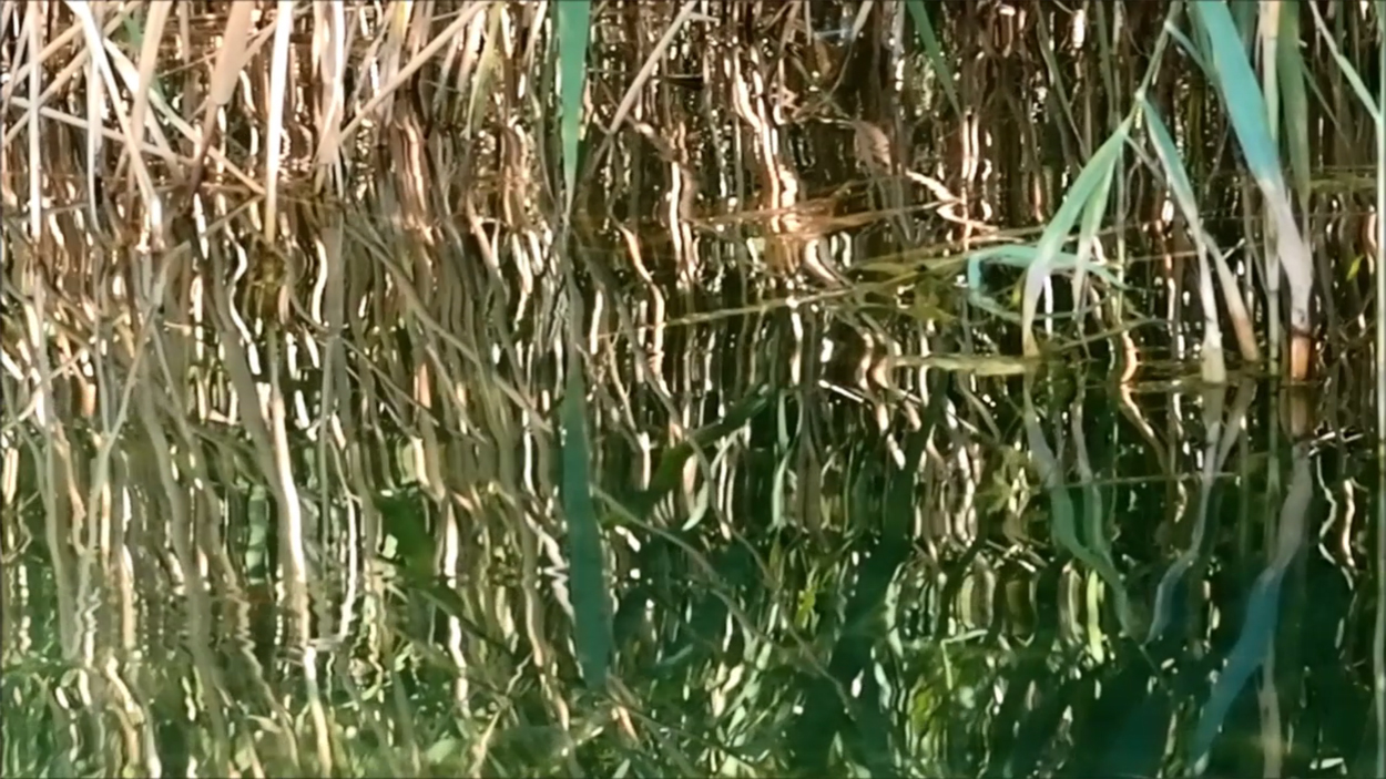 2020-08-16 Licht Reflexe (am Stechlinsee) (Fieldrecording Video)